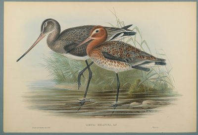 Lurinosa Melanura (színes lito szőtt papíron) alkotó: John Gould