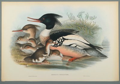 Mergus Serrator: Merganser (színes lito szőtt papíron) alkotó: John Gould