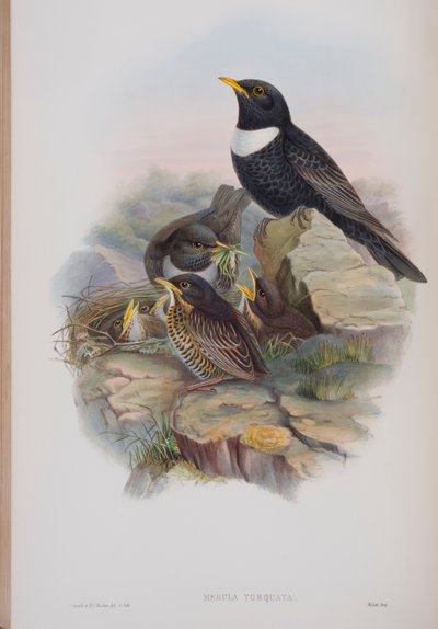 Merula Torquata, John Gould The Birds of Great Britain tányérja, 1862-73 (kézzel színezett litó) alkotó: John Gould