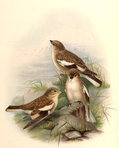 Montifringilla adamsi alkotó: John Gould