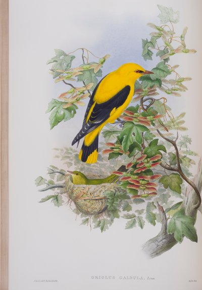 Oriolus Galbula, tányér a The Birds of Great Britain-ből, John Gouldtól, 1862-73 között (kézzel színezett litó) alkotó: John Gould
