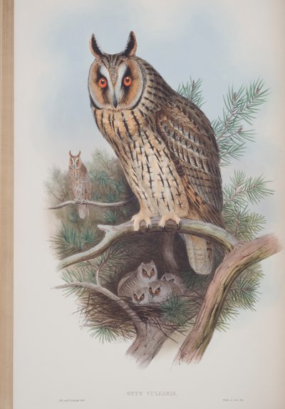 Otus Vulgaris, tányér a The Birds of Great Britainből, John Gouldtól, 1862-73 között (kézzel színezett litó) alkotó: John Gould