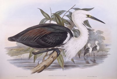 Csendes-óceáni gém (Ardea pacifica), John Gould metszete alkotó: John Gould