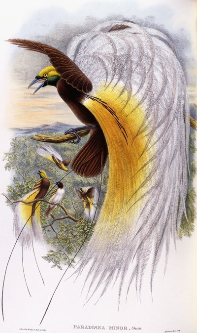 Paradisaea Minor alkotó: John Gould