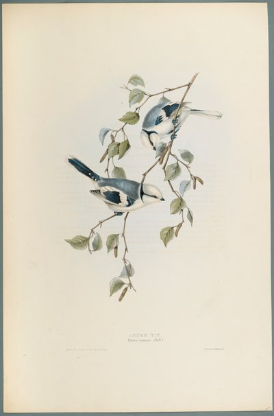 Parus Cyanus: Azure Tit (színes litó szőtt papíron) alkotó: John Gould