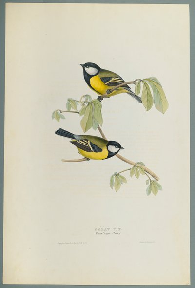 Parus Major: széncinege (színes litó szőtt papíron) alkotó: John Gould
