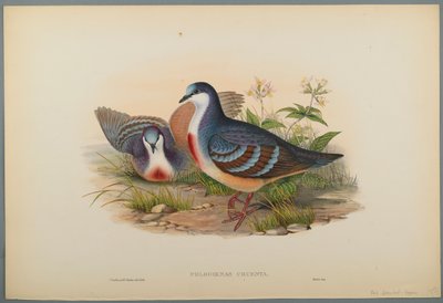 Philogoenas Cruenta (színes litó szőtt papíron) alkotó: John Gould