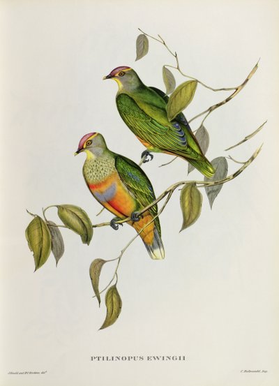 Ptilinopus Ewingii alkotó: John Gould
