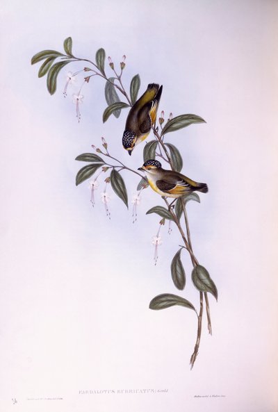 Vörös szemöldökű pardalote (Pardalotus rubricatus), John Gould metszete alkotó: John Gould