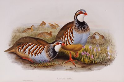 Vörös lábú fogoly, 1862-73 alkotó: John Gould