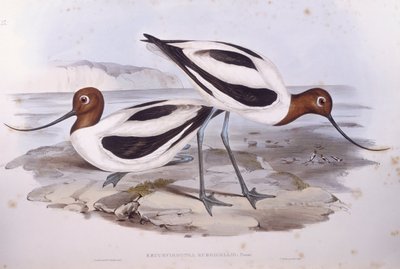 Vörös nyakú avocet (Recurvirostra novaehollandiae), John Gould metszet alkotó: John Gould
