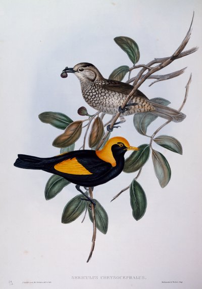 Regent Bowerbird (Sericulus chrysocephalus), metszet az ausztrál madarakról alkotó: John Gould
