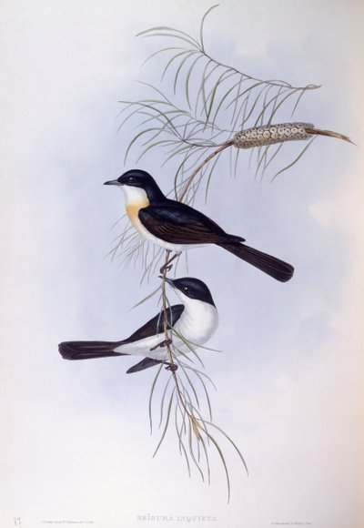 Nyugtalan légykapó (Myiagra inquieta), John Gould metszete alkotó: John Gould