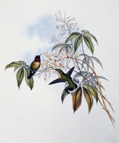 Rubintorkú kolibri (Archilochus colubris), metszet a Trochilidae vagy Kolibri monográfiájából (1849-1861), John Gould (1804-1881), Egyesült Királyság alkotó: John Gould