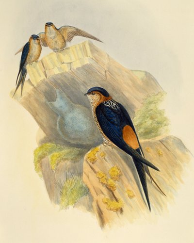 Gomboshasú fecske (Hirundo daurica), metszet: John Gould (1804-1881), Egyesült Királyság alkotó: John Gould