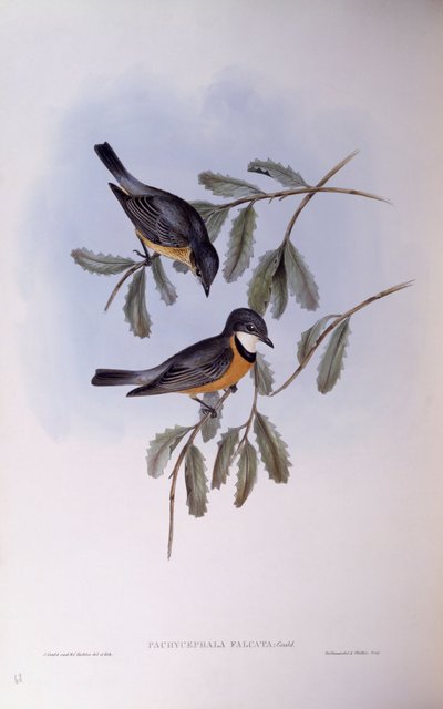 Rufos whistler (Pachycephala rufiventris), John Gould metszete alkotó: John Gould