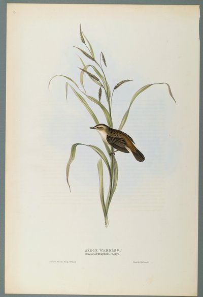 Salicaria Phragmatis: sás poszáta (színes lito szőtt papíron) alkotó: John Gould