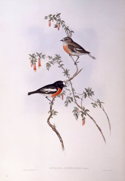 Skarlát vörösbegy (Petroica többszínű), John Gould metszet alkotó: John Gould