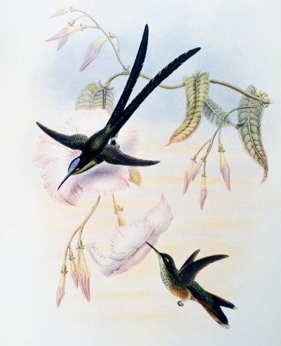 Ollófarkú kolibri (Hylonympha macrocerca), metszet a Trochilidae vagy Kolibri monográfiájából (1849-1861), John Gould (1804-1881), Egyesült Királyság alkotó: John Gould