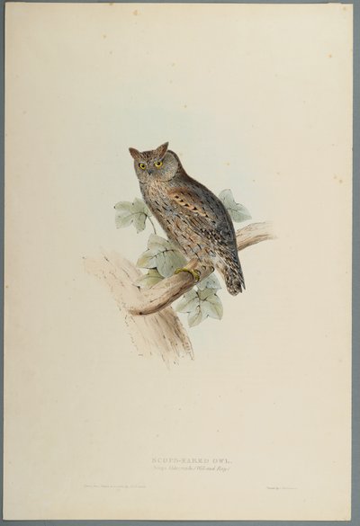 Scops Aldrovandi – Scops fülesbagoly (színes lito szőtt papíron) alkotó: John Gould