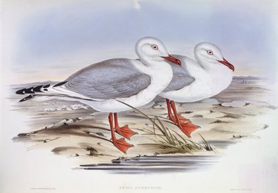 Ezüstsirály (Larus novaehollandiae), John Gould metszete alkotó: John Gould