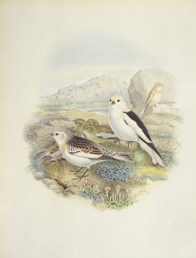 Hósármány (Plectrophenax nivalis), illusztráció alkotó: John Gould