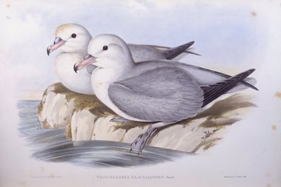 Déli fulmar (Fulmarus glacialoides), John Gould metszete alkotó: John Gould