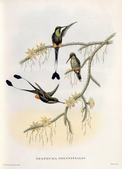 Spathura Solstitialis alkotó: John Gould