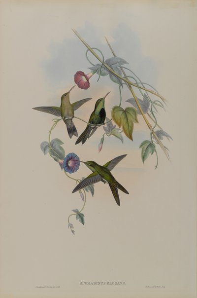 Sporadinus Elegans: Domingo Kolibri alkotó: John Gould
