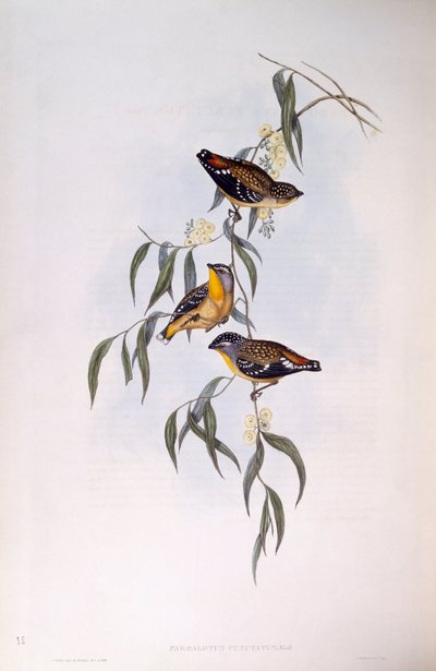 Foltos pardalote (Pardalotus punctatus), John Gould metszete alkotó: John Gould