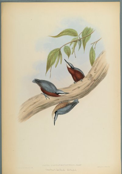 Stila Castaneoventris, gesztenyehasú dió (színes lito szőtt papíron) alkotó: John Gould