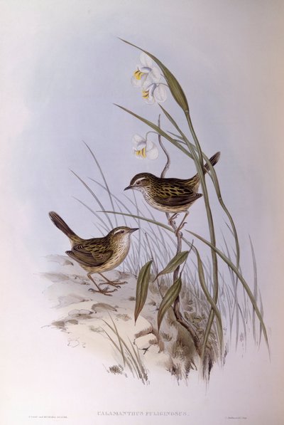 Harántcsíkolt kalamantus (Calamanthus fuliginosus), John Gould metszet alkotó: John Gould
