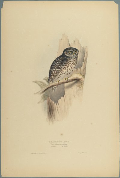 Strix Pafsernia - Noctua (színes lito szőtt papíron) alkotó: John Gould