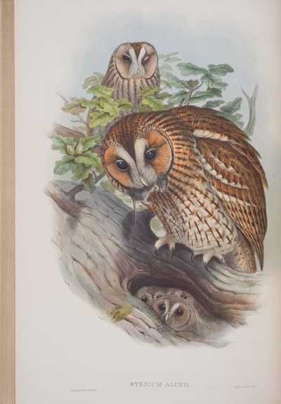 Syrnium Aluco, John Gould The Birds of Great Britain tányérja, 1862-73 (kézzel színezett litho) alkotó: John Gould