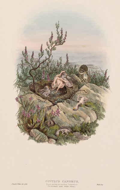 Nagy-Britannia madarai: Cuculus canorus. alkotó: John Gould