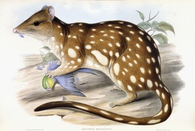 Tigris Quoll alkotó: John Gould