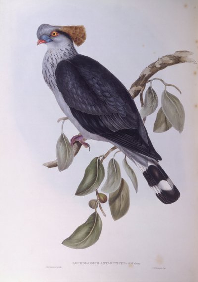 Csúcsgalamb (Lopholaimus antarcticus), John Gould metszete alkotó: John Gould