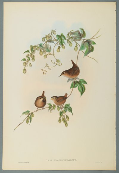 Troglodytes Europaeus – közönséges ökörfarkas (színes lito szőtt papíron) alkotó: John Gould