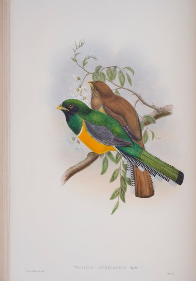 Trogon Atricollis, tányér a The Birds of Great Britainből, John Gouldtól, 1862-73 között (kézzel színezett litó) alkotó: John Gould