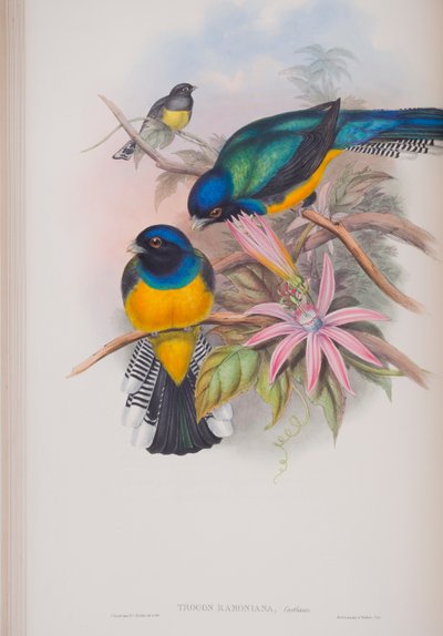 Trogon Ramoniana, tányér a The Birds of Great Britain-ből, John Gouldtól, 1862-73 (kézzel színezett litho) alkotó: John Gould