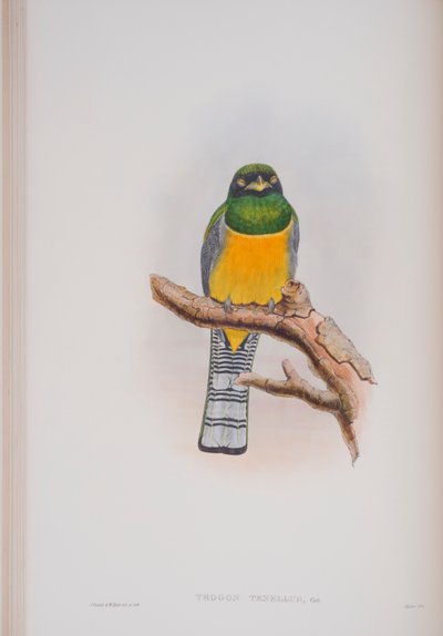 Trogon Tenellus, lemez a The Birds of Great Britain-ből, John Gouldtól, 1862-73 (kézzel színezett litó) alkotó: John Gould