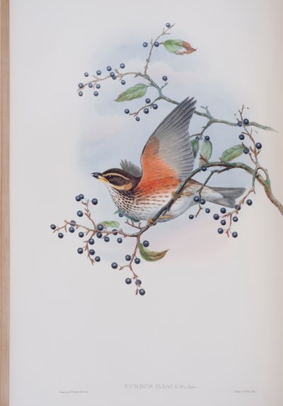 Turdus Illacus, tányér a The Birds of Great Britain-ből, John Gouldtól, 1862-73 (kézzel színezett litho) alkotó: John Gould