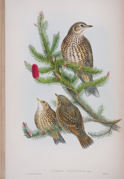 Turdus Viscivorus, tányér a The Birds of Great Britain-ből, John Gouldtól, 1862-73 (kézzel színezett litó) alkotó: John Gould
