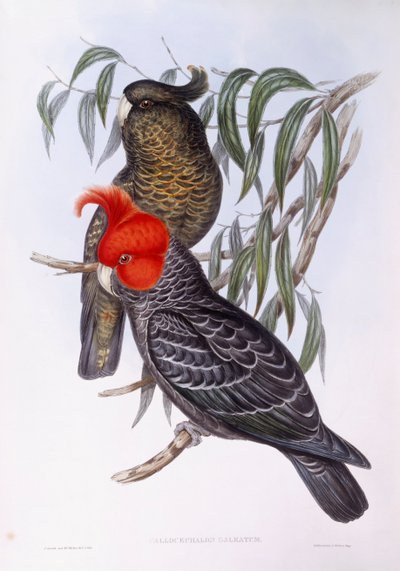 Két papagáj ágon ácsorogva, metszet alkotó: John Gould