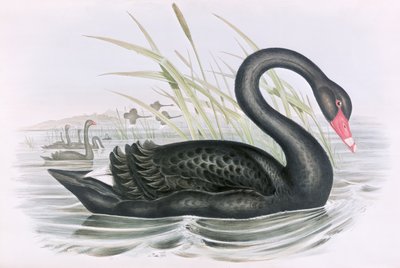 Ismeretlen kép alkotó: John Gould