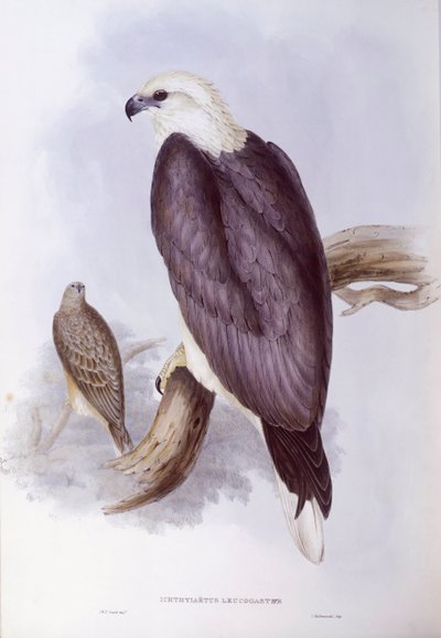 Fehérhasú halasas (Haliaeetus leucogaster), John Gould metszet alkotó: John Gould