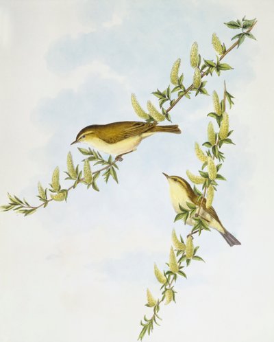 Fűzposzsza (Phylloscopus trochilus), John Gould metszete alkotó: John Gould