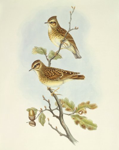 Pacsirta (Lullula arborea), John Gould metszete alkotó: John Gould