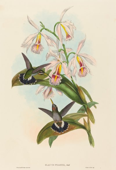 Glaucis fraseri (Fraser szögestorka) alkotó: John Gould and H.C. Richter