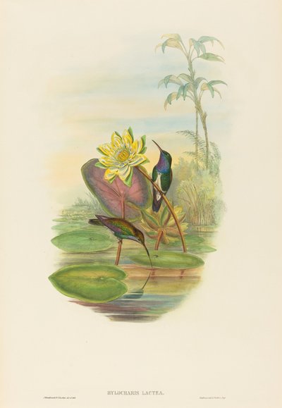 Hylocharis lactea (zafír mellű smaragd) alkotó: John Gould and H.C. Richter
